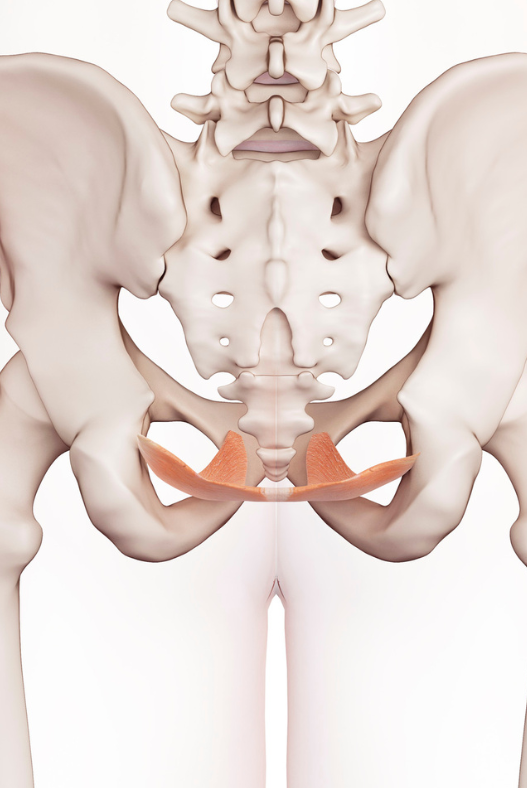 Empowering the Core: The Impact of Ballet on the Pelvic Floor